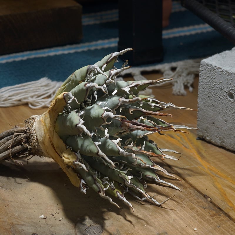 721 アガベ ユタエンシス エボリスピナ 丸型 太葉 太刺 721 アガベ ユタエンシス エボリスピナ 丸型 太葉 太刺 721 アガベ