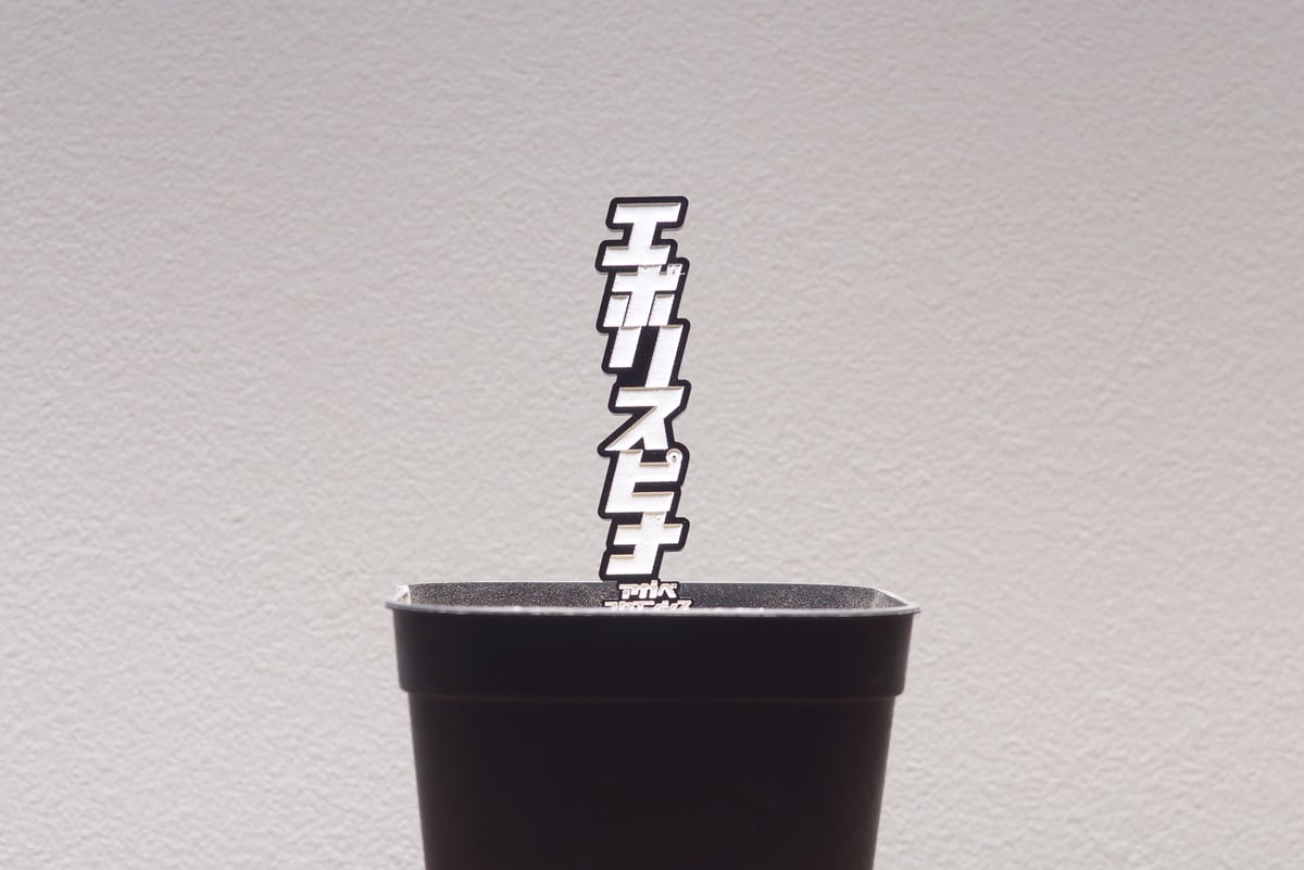 アガベ 品種 プランツタグ 黒】エボリスピナ | アガベ専門店