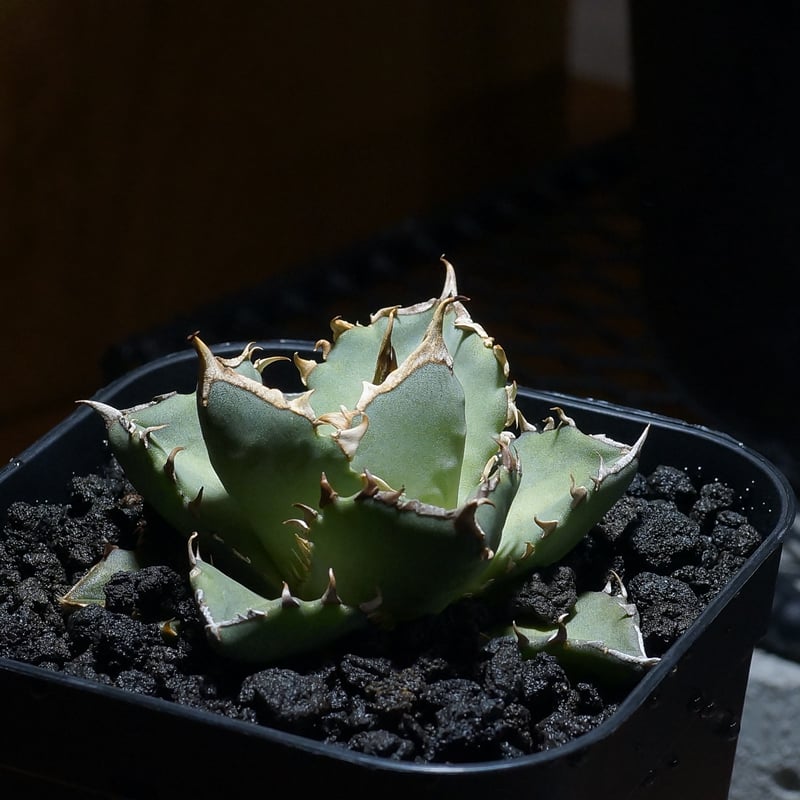 EMP アガベ チタノタ 帝君 エンペラー / ブツブツ　AG499 EMP アガベ チタノタ 帝君 エンペラー / ブツブツ AG499 EMP