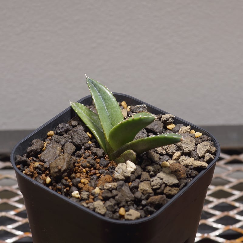 アガベ チタノタ 緑幽霊 / GG-04 | アガベ専門店 モンスターハウス