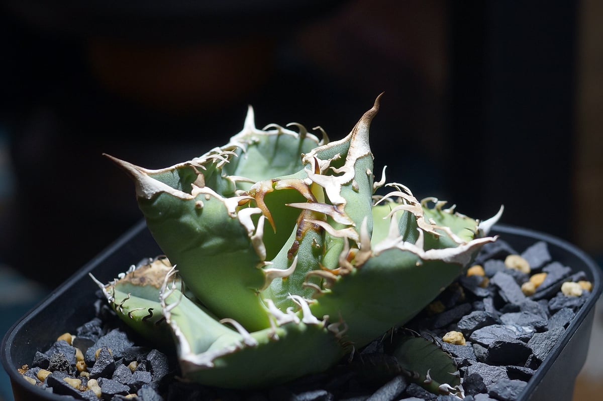 アガベ チタノタ Dennis 018/ Dragon Agave産 D018-01 | ア