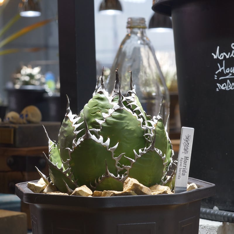 アガベ ホリダ hh-01 | アガベ専門店 モンスターハウス