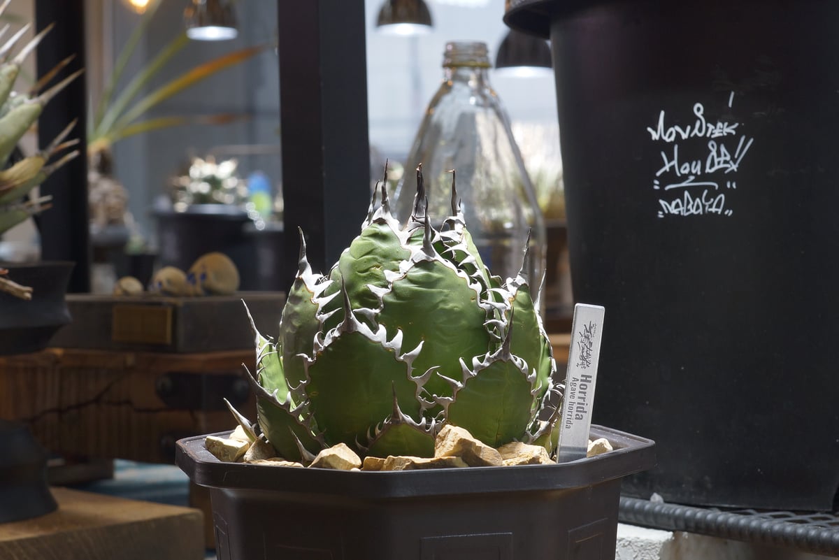 アガベ ホリダ hh-01 | アガベ専門店 モンスターハウス