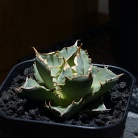 アガベ オアハカ オテロイ/ox-03 | アガベ専門店 モンスターハウス