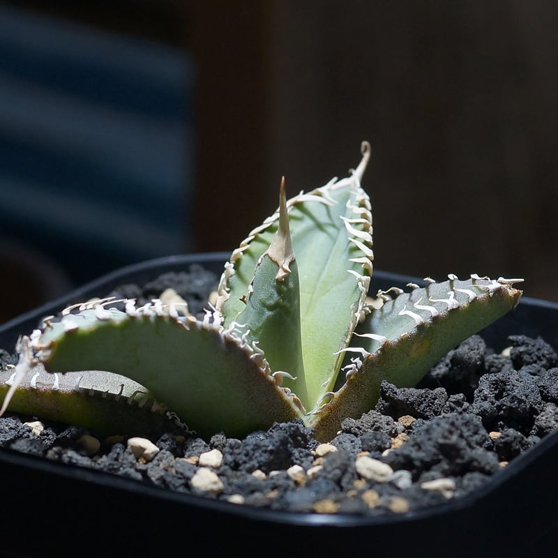 アガベ チタノタ 台湾ゴジラ / TG-01 | アガベ専門店 モンスターハウス