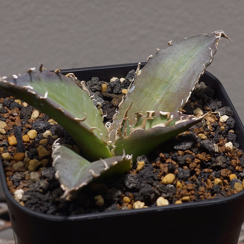 アガベ チタノタ 白鯨/ww-20 | アガベ専門店 モンスターハウス