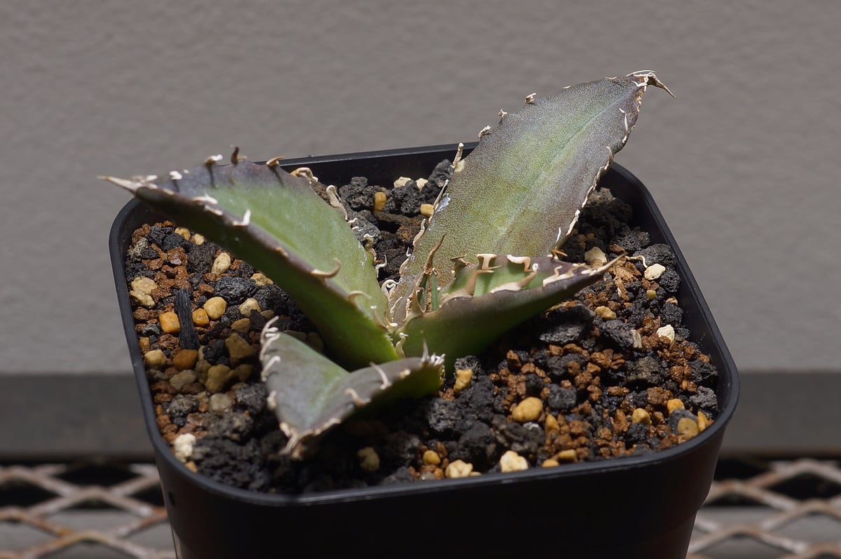 アガベ　チタノタ　白鯨 アガベ チタノタ 白鯨/ww-24 | アガベ専門店 モンスターハウス