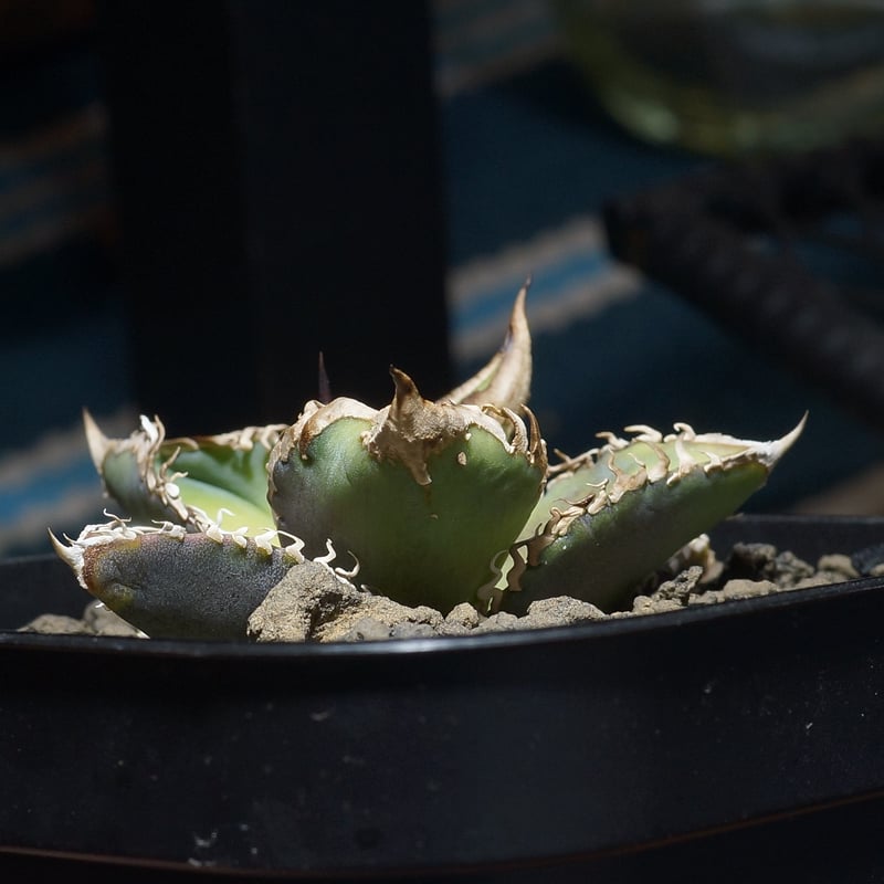 アガベ チタノタ 星空 / HZ-02 | アガベ専門店 モンスターハウス