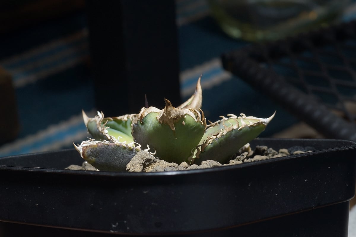 アガベ チタノタ 星空 / HZ-02 | アガベ専門店 モンスターハウス