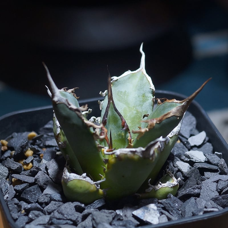 アガベ チタノタ 黒犀牛/ Berlin産 BLR-04 | アガベ専門店 モンスター