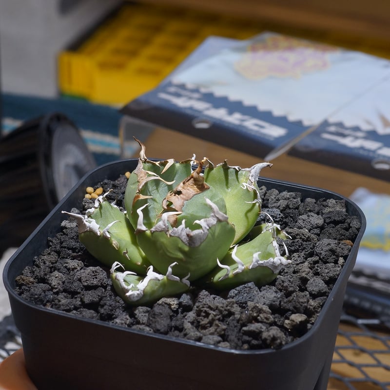 アガベ チタノタ 魔丸 / MG-07 | アガベ専門店 モンスターハウス