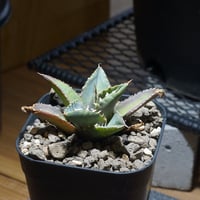 【5号】アガベ オアハカ チタノタオテロイ 5号】アガベ オアハカ チタノタオテロイ ネット限定お買い得商品