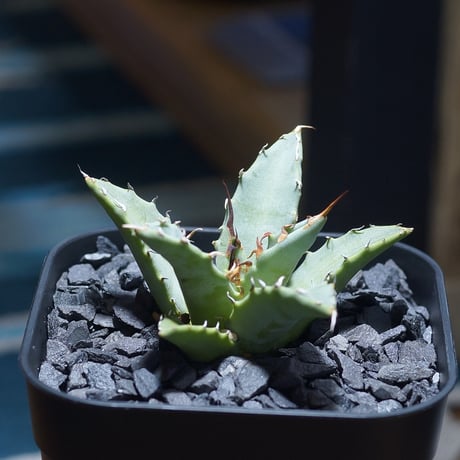アガベ 魔丸 健康的な植物 鉢付きセット 高さ15cm アガベ 魔丸 健康的な植物 鉢付きセット 高さ15cm アガベ 魔丸