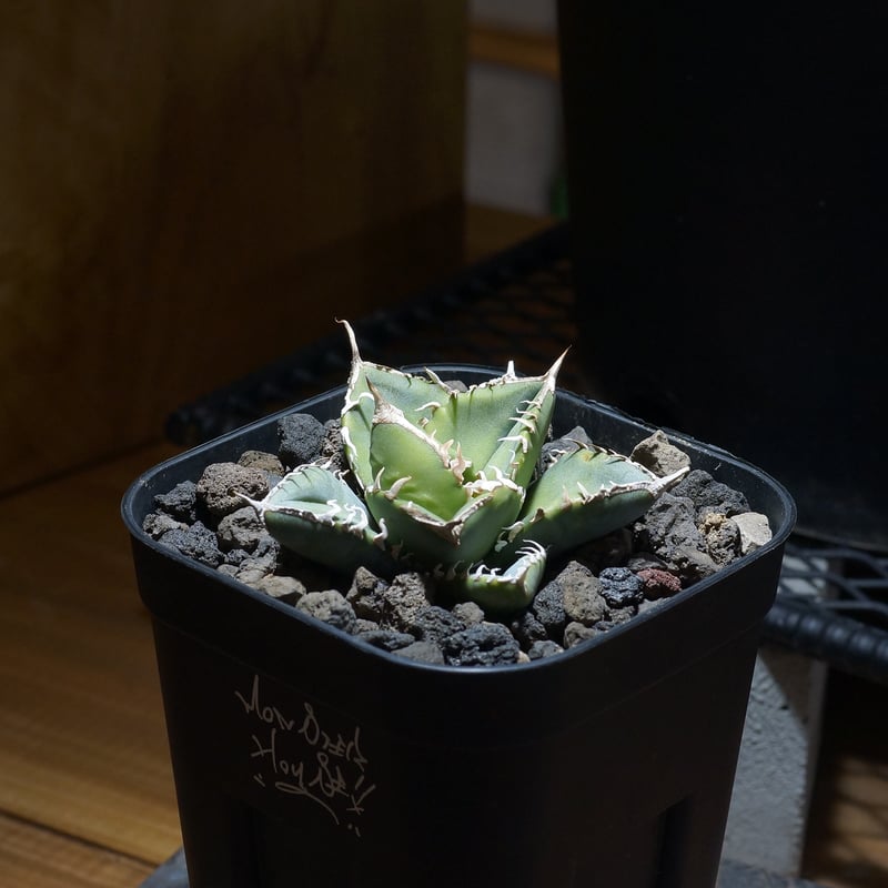 アガベ チタノタ 南アフリカダイヤモンド / SAD-10 | アガベ専門店