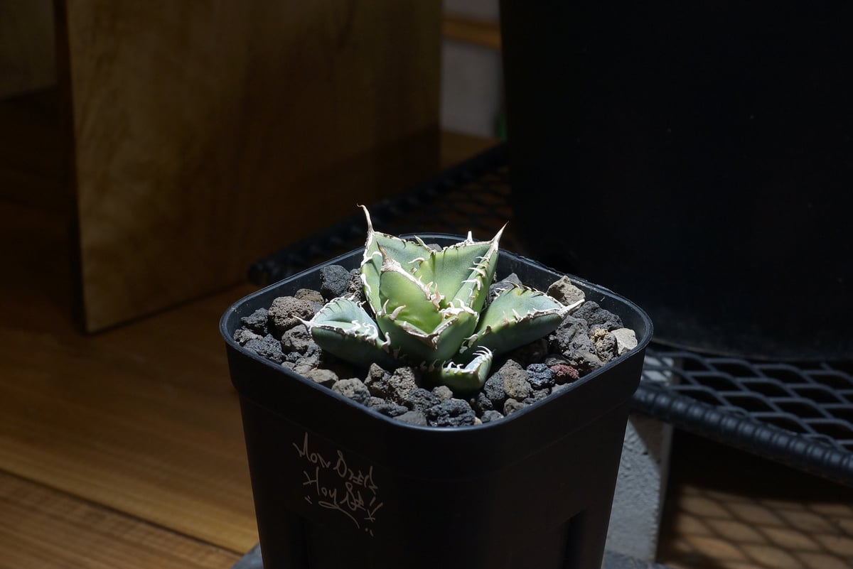 アガベ チタノタ 南アフリカダイヤモンド / SAD-10 | アガベ専門店