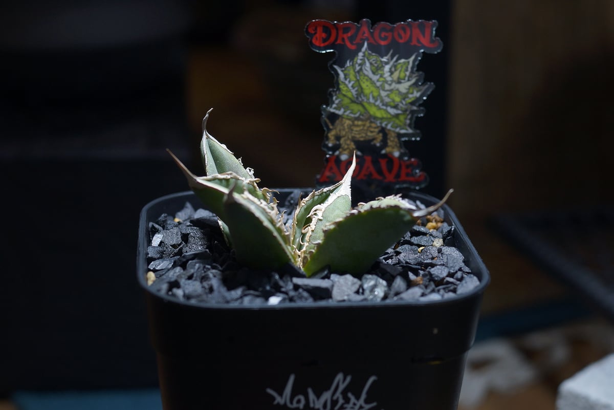 ウシ　アガベ　セット販売　22株 ウシ アガベ セット販売 22株 ウシ アガベ セット販売 22株 アガベ