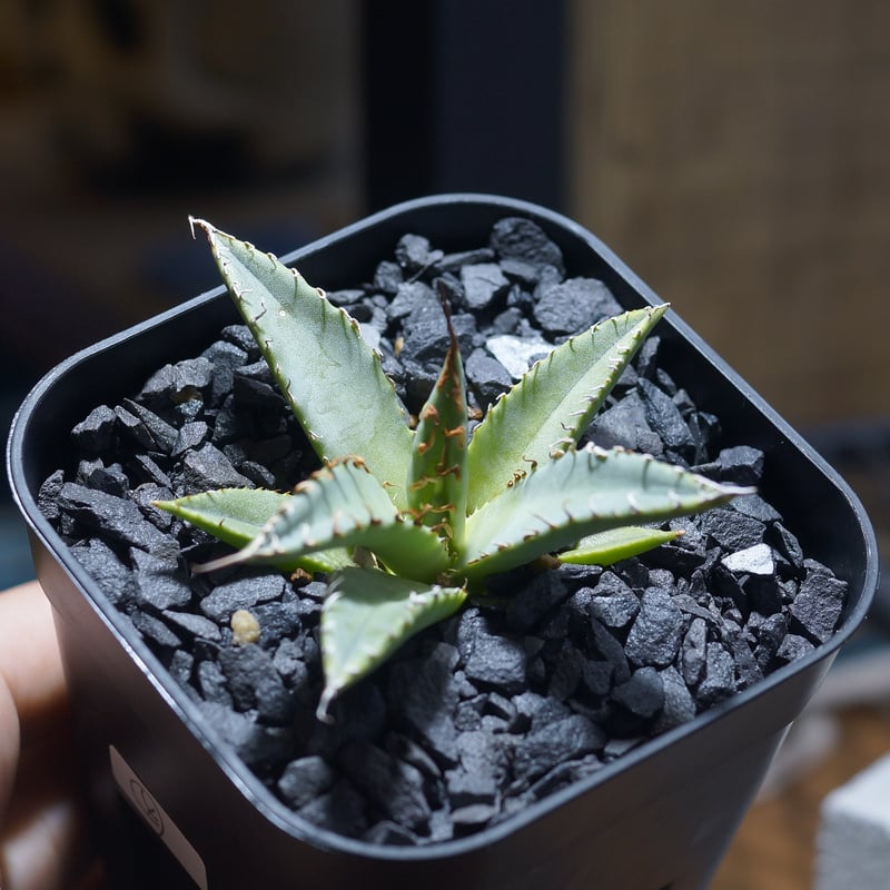 ゴリ猫✕姫厳竜　ハイブリッド　アガベ　子株　未発根 姫厳竜×妖炎🔥 発根しました。台湾でも数少ないみたいです！ ×チタノタ
