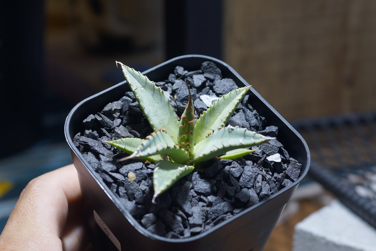 アガベ ハイブリッド 妖炎×姫厳竜/ Y×H-14 | アガベ専門店 モンスター