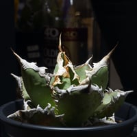 アガベ チタノタ ブラックアンドブルー（bb-15）BB子株 | アガベ専門店