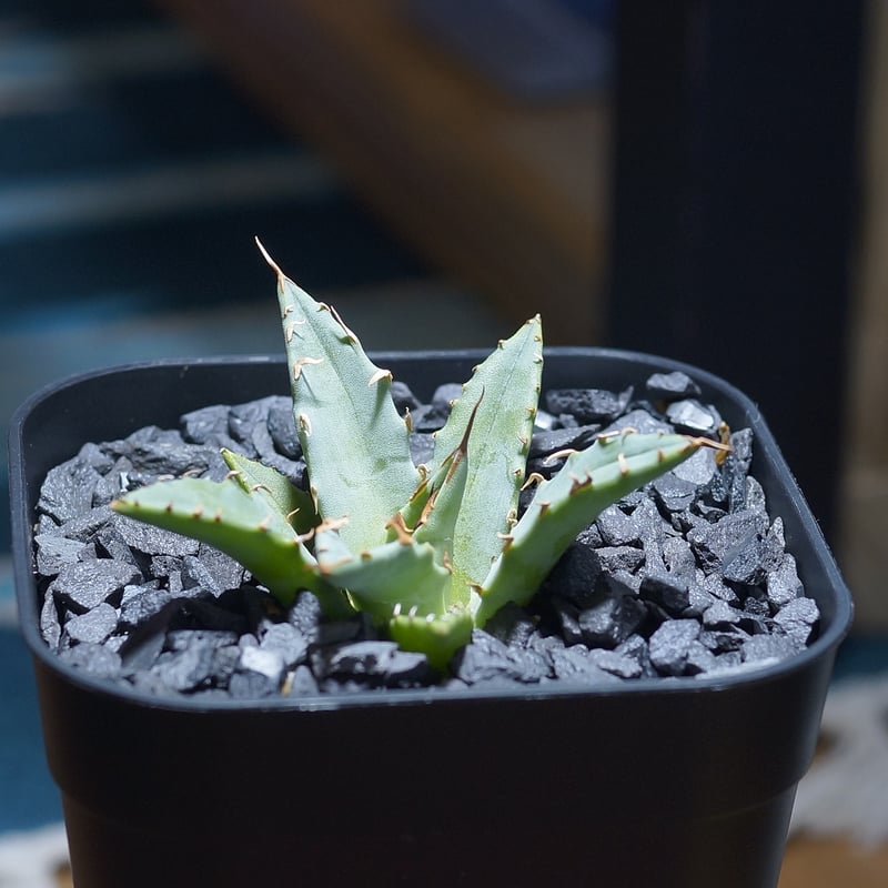 ゴリ猫✕姫厳竜　ハイブリッド　アガベ　子株　未発根 ゴリ猫✕姫厳竜 ハイブリッド アガベ 子株 未発根