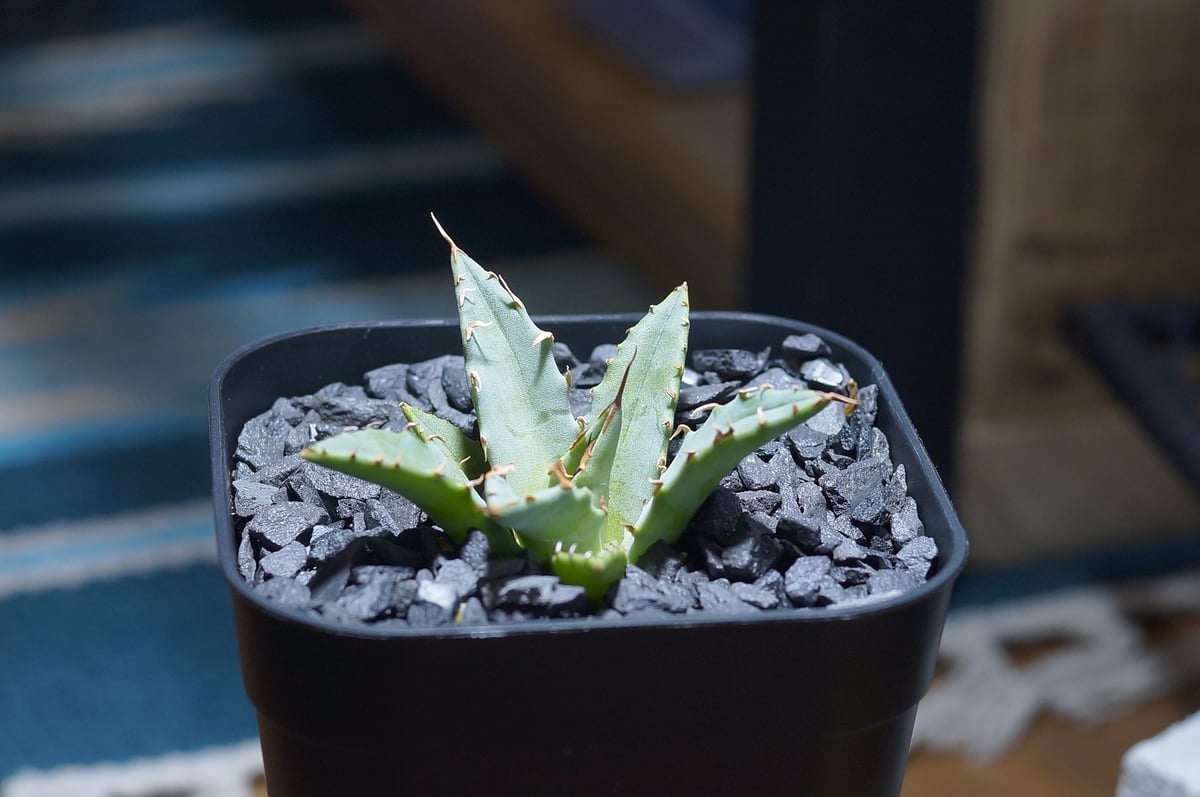 アガベ ハイブリッド 妖炎×姫厳竜/ Y×H-03 | アガベ専門店 モンスター