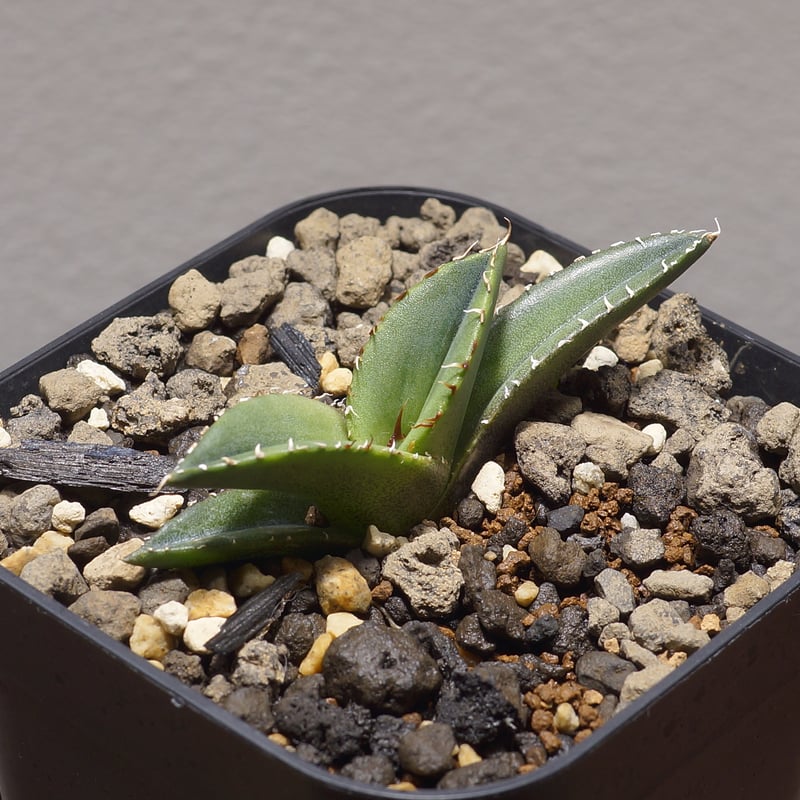 アガベ　チタノタ　妖怪 アガベ・チタノタ 緑幽霊（芽）-004｜agave titanota green