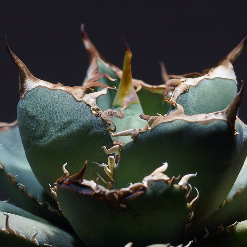 アガベ オテロイ FO-76（F-12）【強棘選抜】 | アガベ専門店