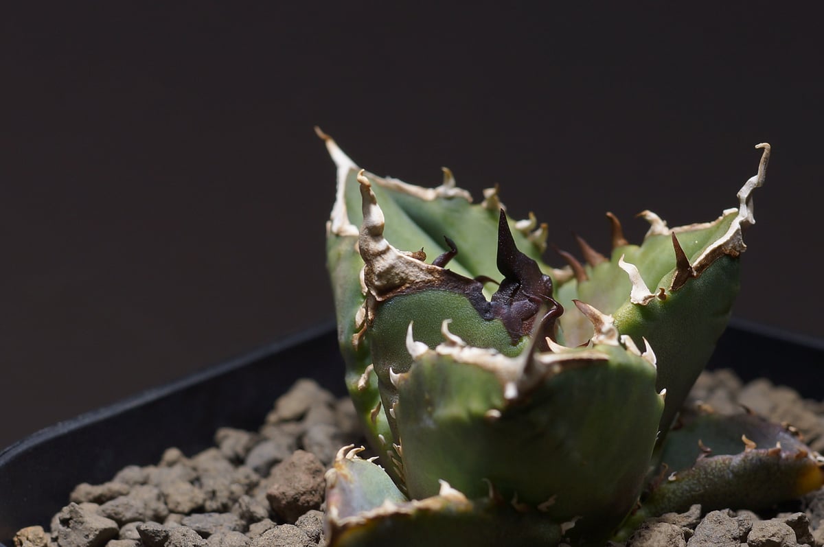 7/18更新　アガベチタノタ　LIZE血統　ホワイトファイヤー　白火焔 アガベ チタノタ ホワイトファイヤー/白火焔 WF-01 | アガベ専門