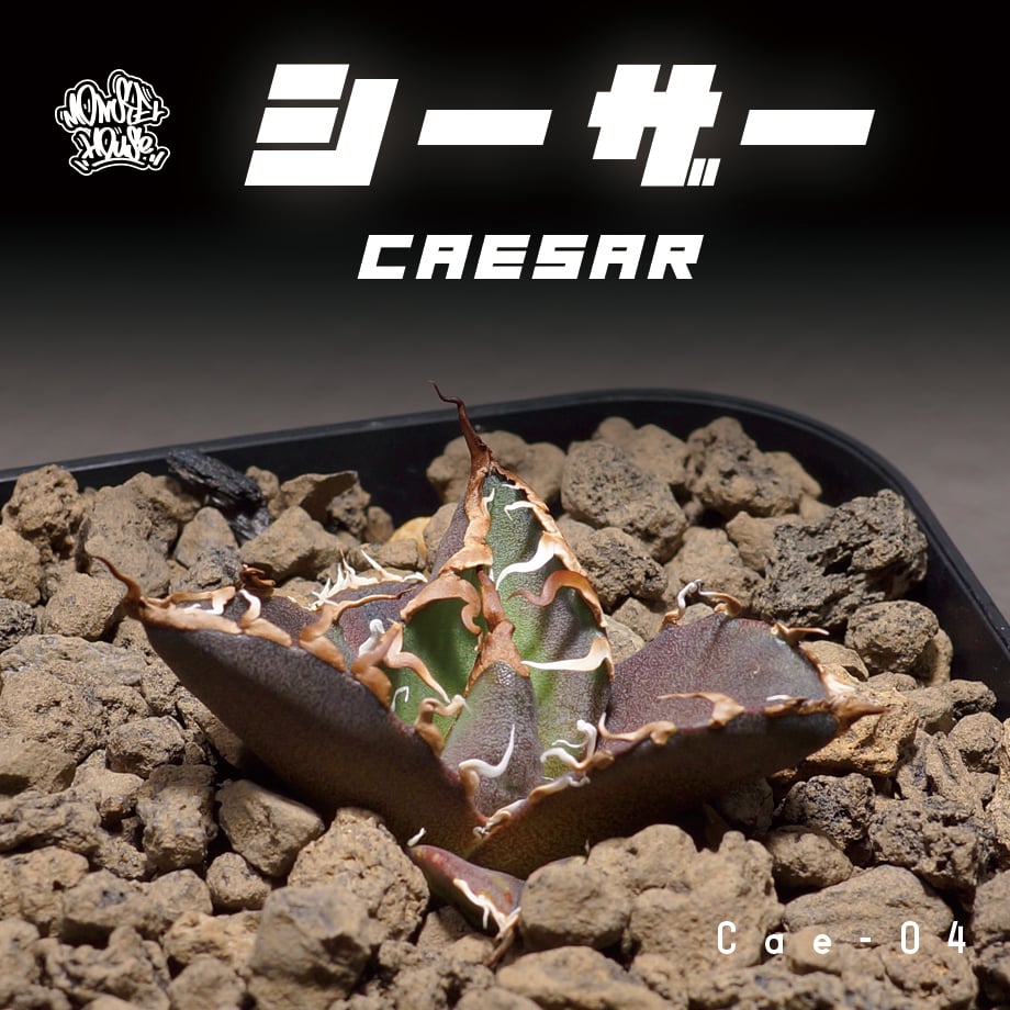 アガベ チタノタ シーザー 凱撒/cae-04 | アガベ専門店 モンスターハウス