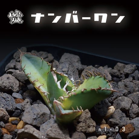 アガベチタノタno1 | STORES アガベチタノタno1 | STORES
