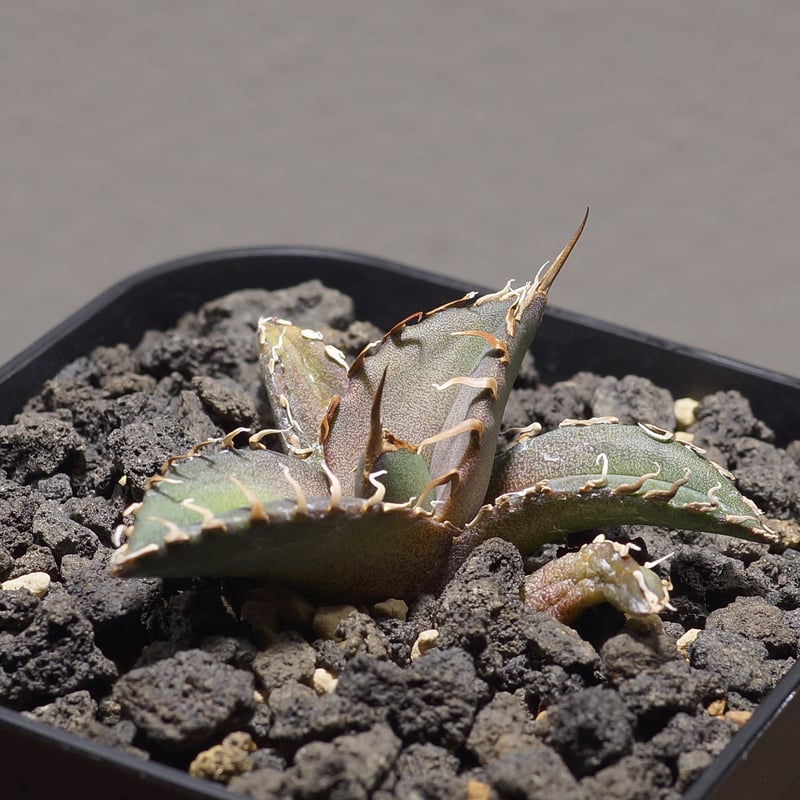 アガベ チタノタ シャークソウイ 子株 SS-09 | アガベ専門店