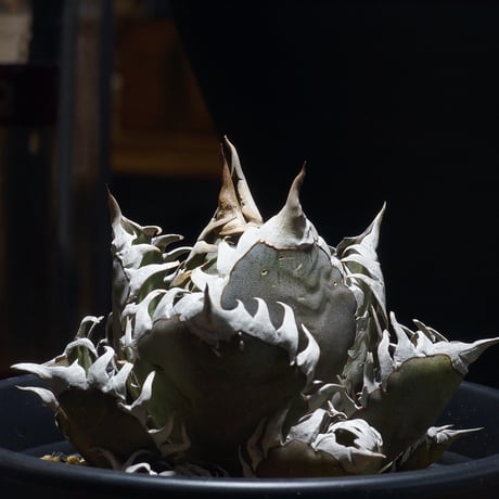 レッドキャットウィーズル | STORES