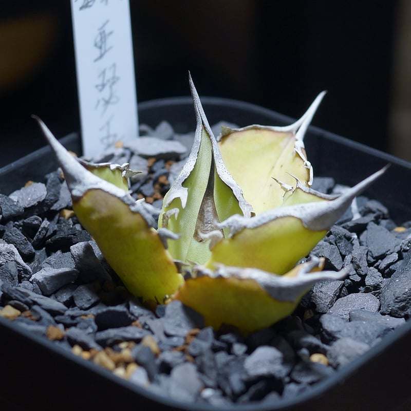 アガベ チタノタ キングアーサー/ 毒刺産 ka-01 | アガベ専門店