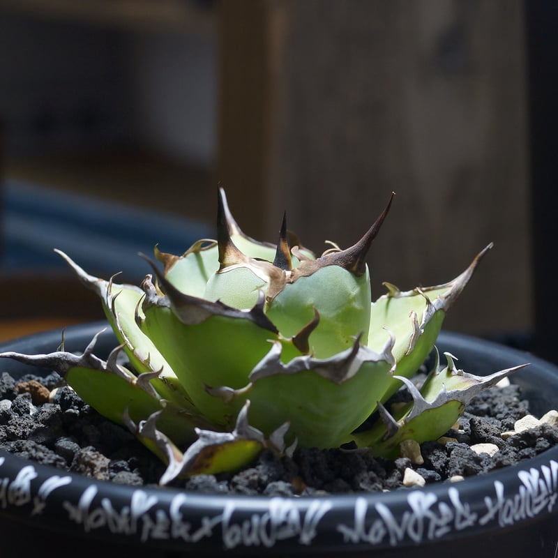 ハデス　アガベ　チタノタ　ytyf 鉢 アガベ チタノタ ハデス / 黒帝斯 HD-05 | アガベ専門店 モンスターハウス