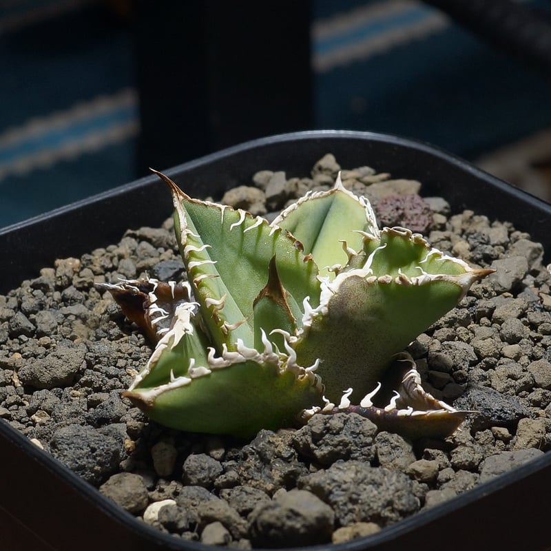 アガベ チタノタ 星空 / HZ-01 | アガベ専門店 モンスターハウス