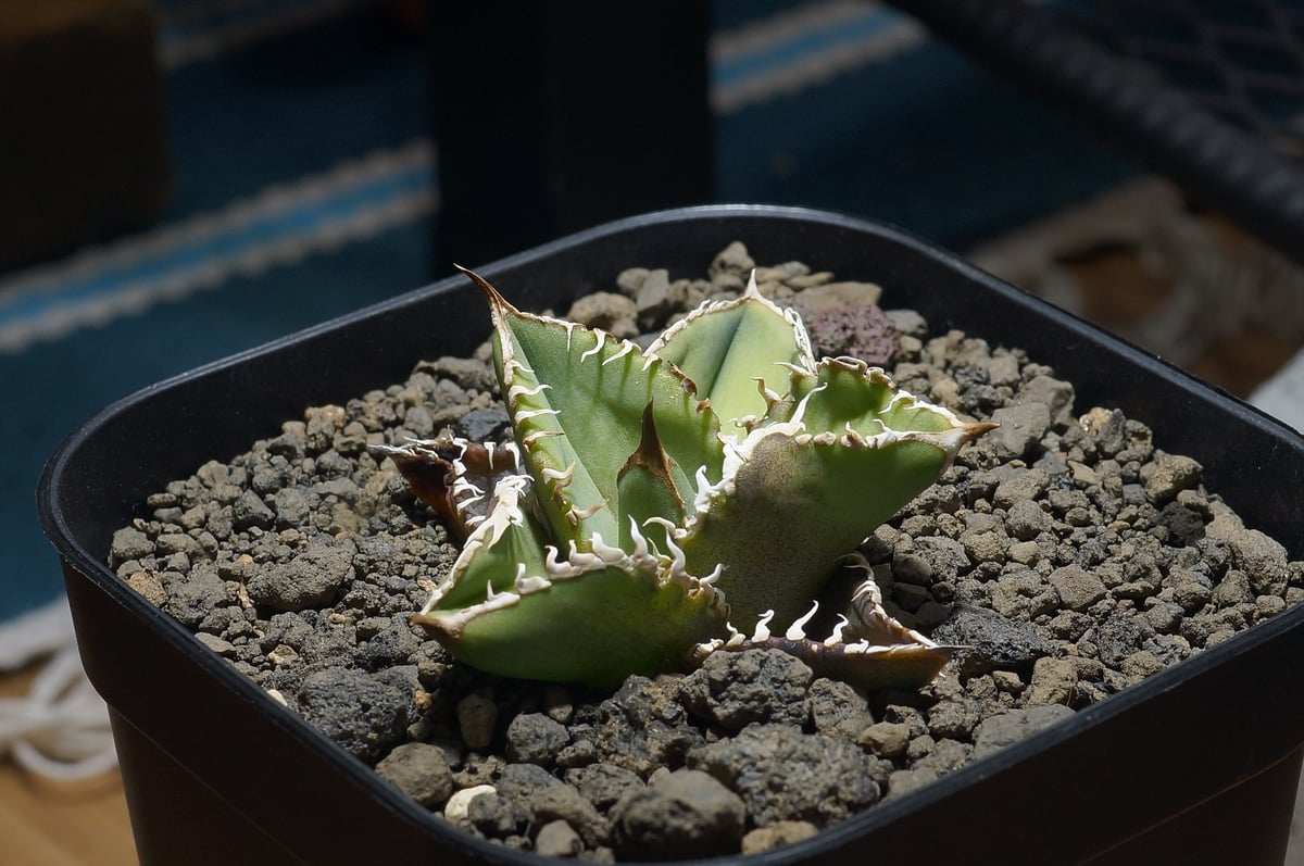 アガベ チタノタ 星空 / HZ-01 | アガベ専門店 モンスターハウス