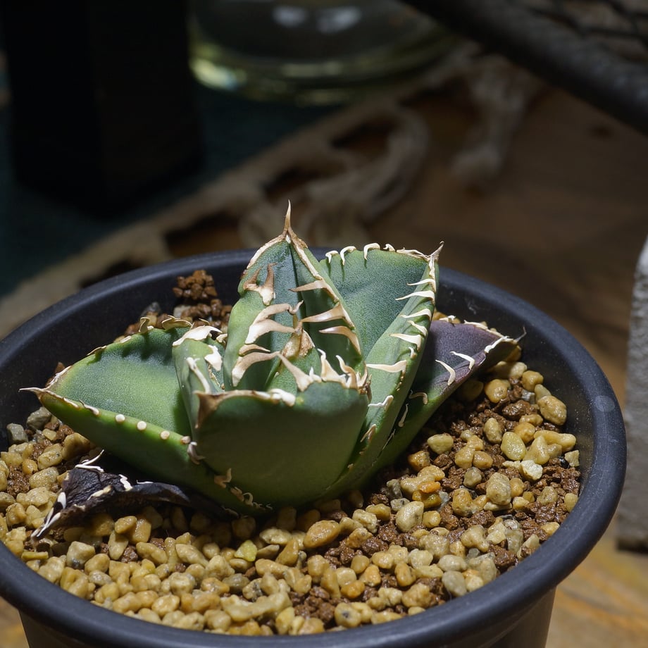 6a22366d3ffe3e34962e6ecf