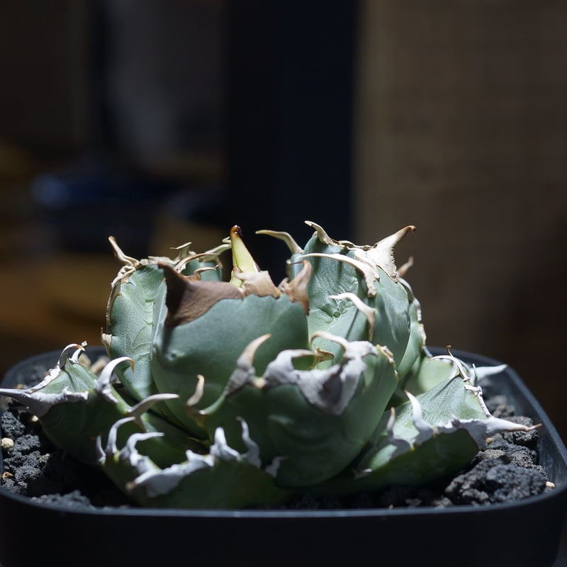 アガベ チタノタ 魔丸 / MG-10 | アガベ専門店 モンスターハウス