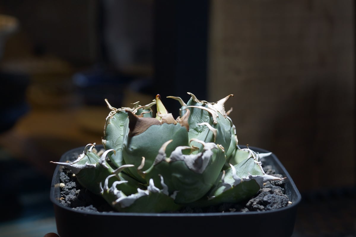 アガベ チタノタ 魔丸 / MG-10 | アガベ専門店 モンスターハウス