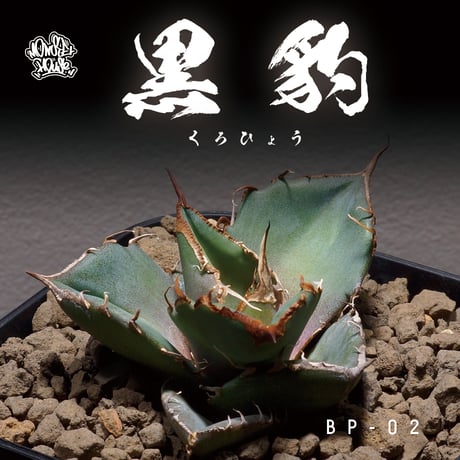 アガベ 黒豹 チタノタ