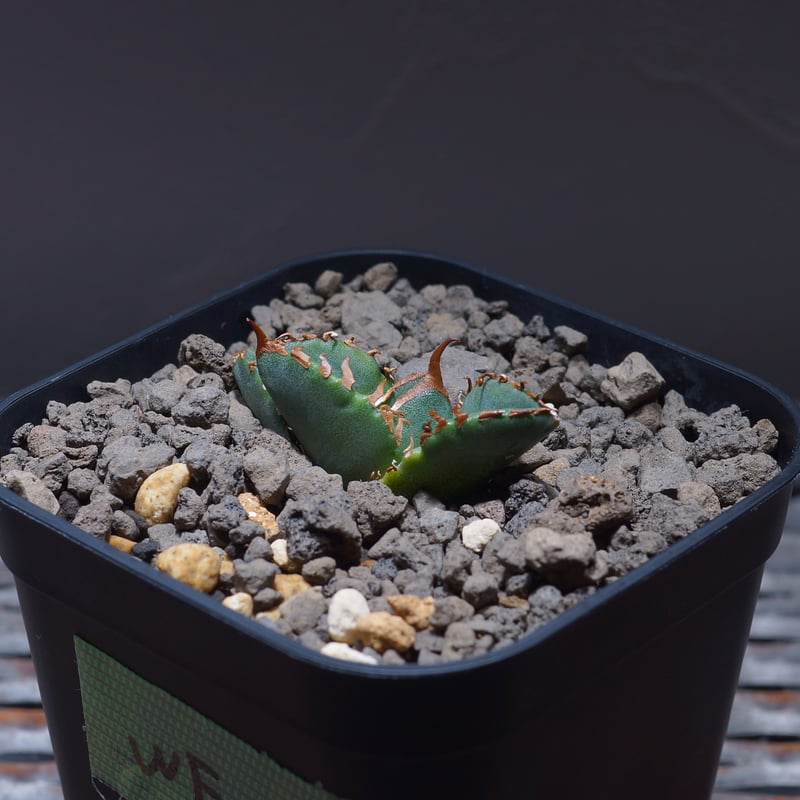 アガベ　チタノタ　ホワイトファイヤー　白火焔　親株 アガベ チタノタ ホワイトファイヤー 