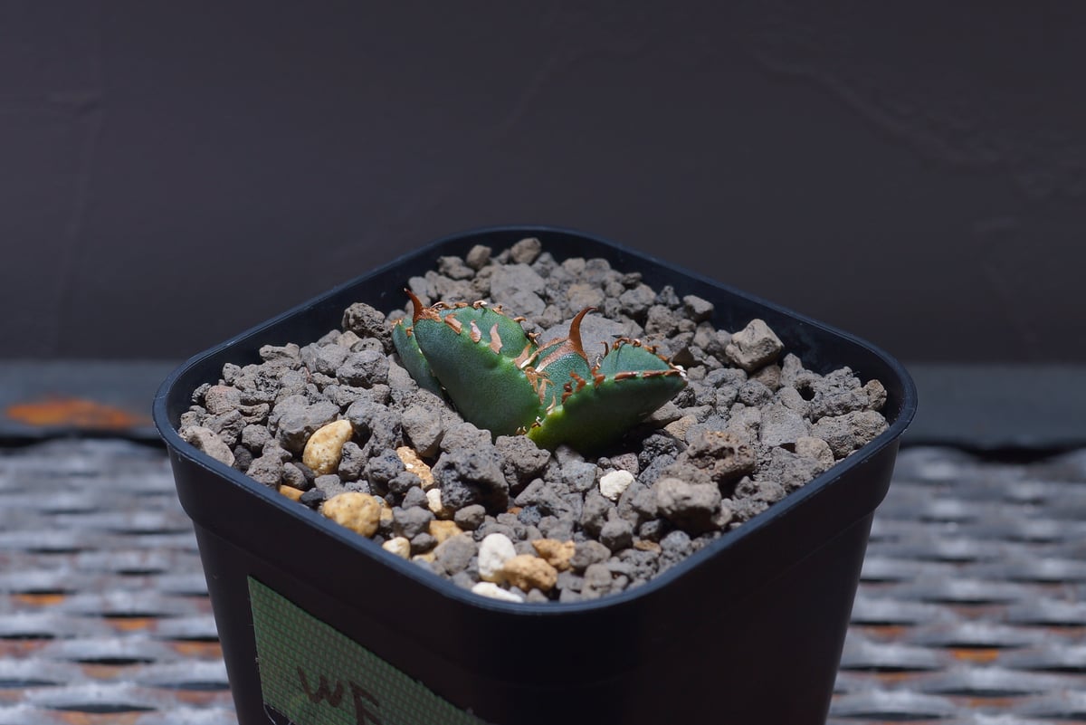 アガベ チタノタ ホワイトファイヤー/白火焔 WF-04 | アガベ専門店