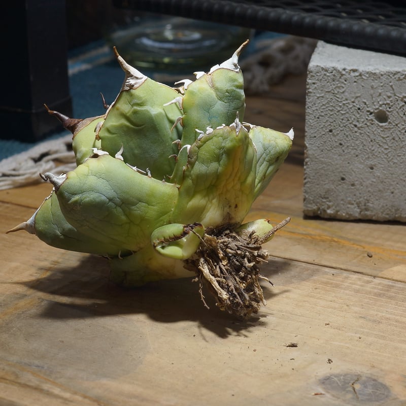 アガベ チタノタ 魔丸 / MG-18 | アガベ専門店 モンスターハウス