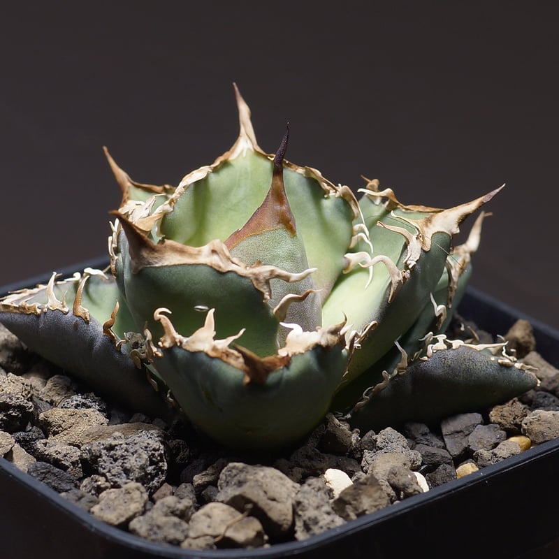 アガベ　オテロイ　有望株　送料込み 国内実生最高峰】アガベ オテロイ 