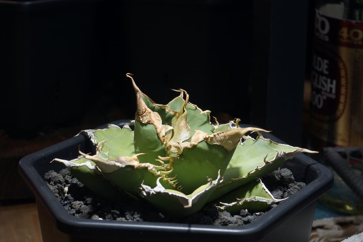 アガベ チタノタ 緑幽霊 / GG-11 | アガベ専門店 モンスターハウス