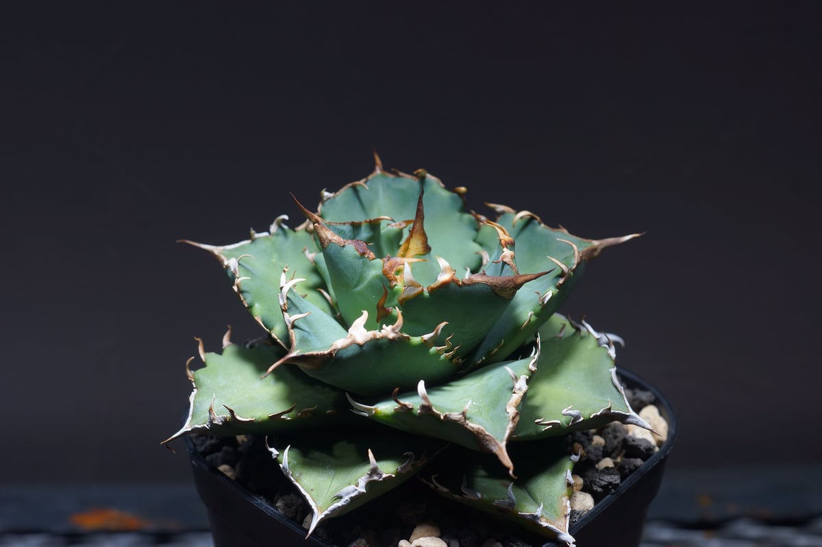 agave barracuda アガベ バラクーダ 中株 極強鋸歯 特選株 十一