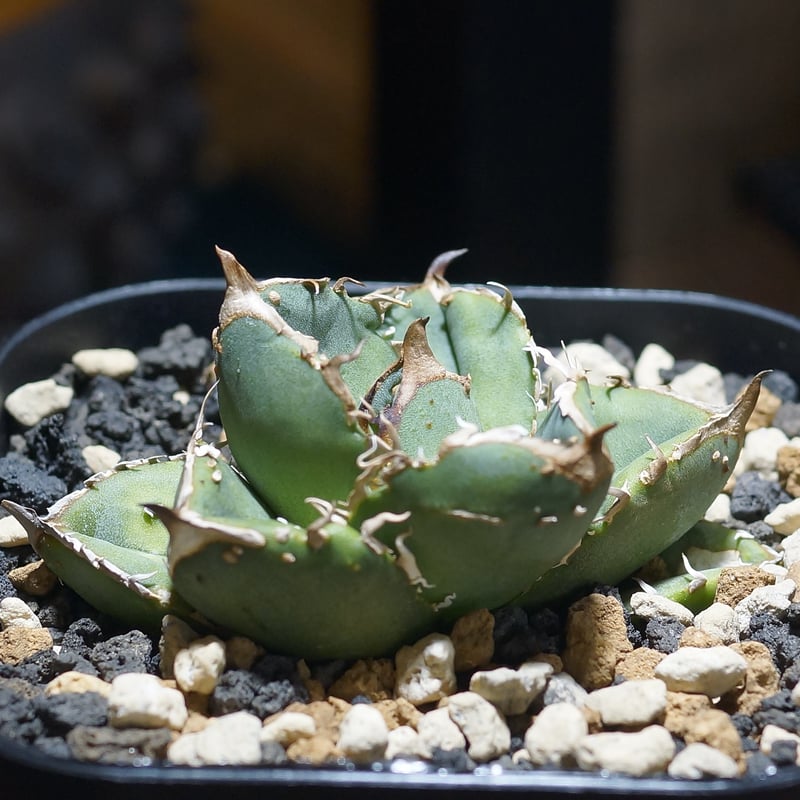 アガベ チタノタ 疣猪 / イボイノシシ WT-01 | アガベ専門店