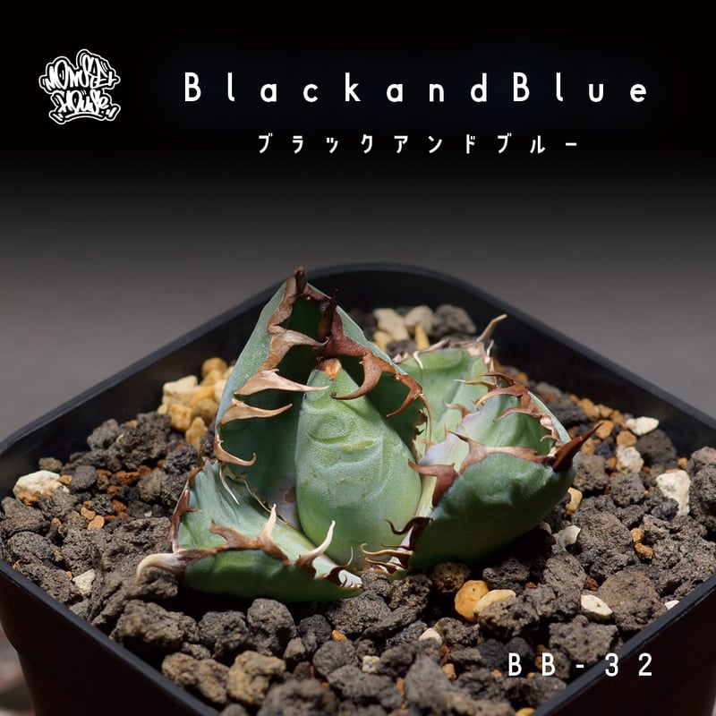 アガベ チタノタ ブラックアンドブルー/bb-32 | アガベ専門店