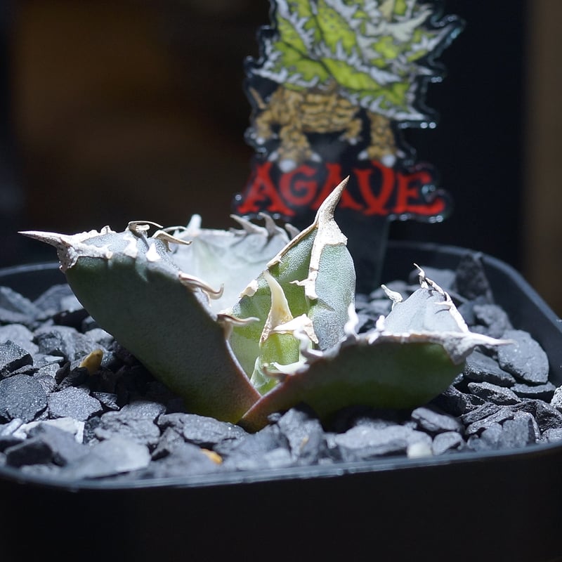 アガベ チタノタ 汪達/ Dragon Agave産 wd-02 | アガベ専門店 モンスタ