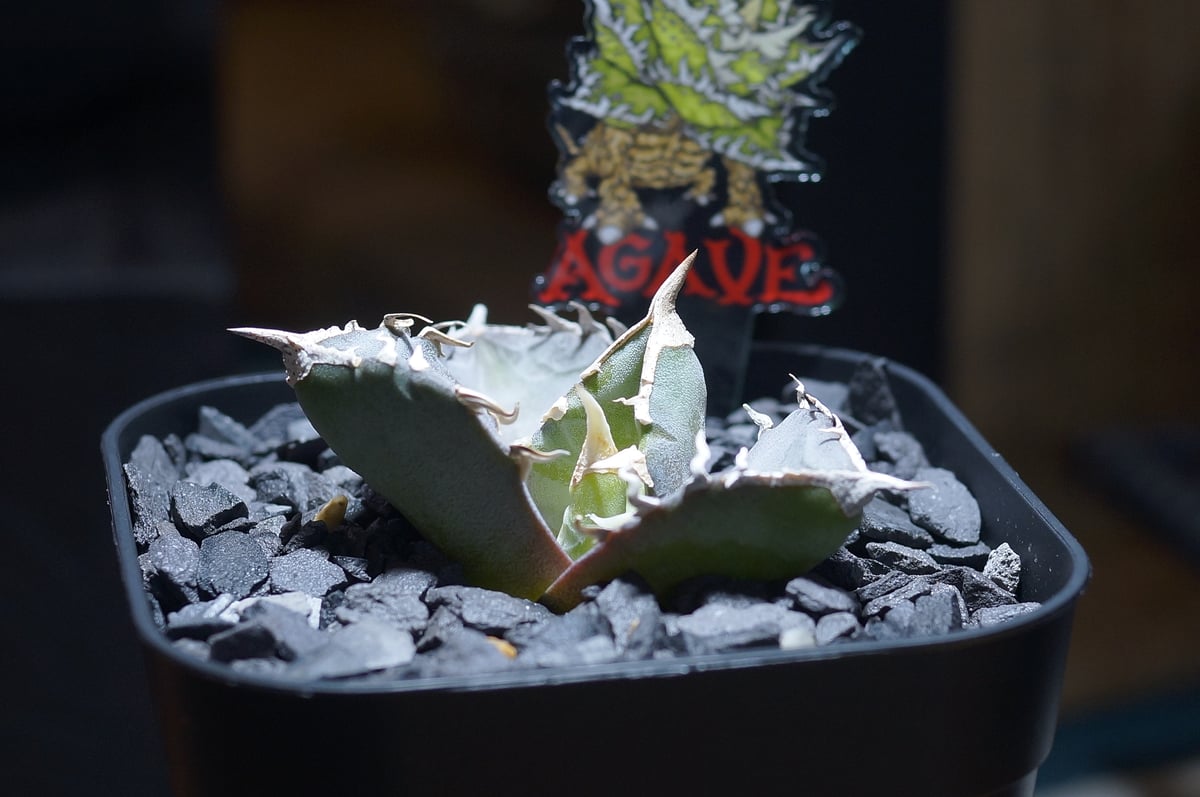 アガベ チタノタ 汪達/ Dragon Agave産 wd-02 | アガベ専門店 モンスタ